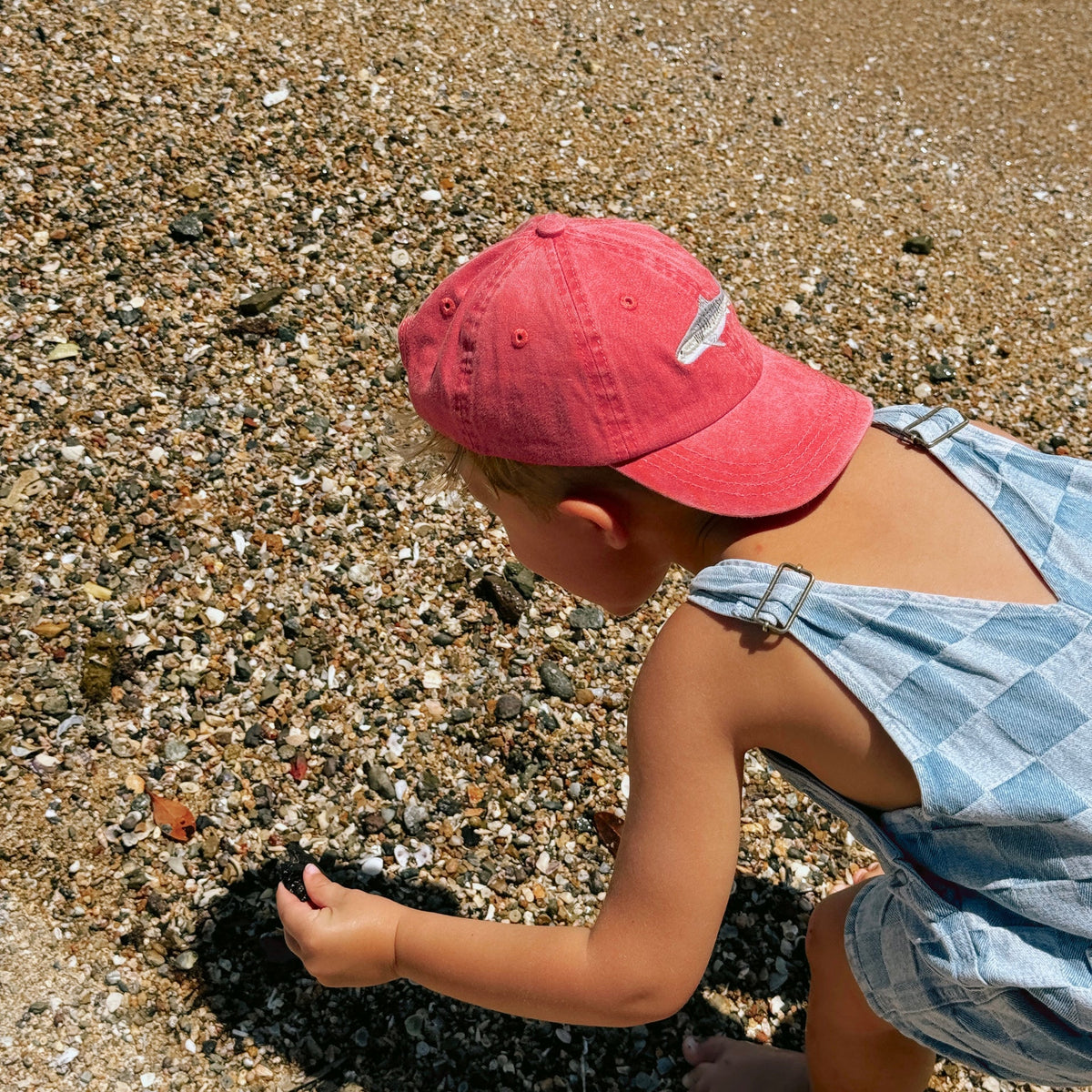 PALLION PT — KIDS LIDS | TIGER SHARK